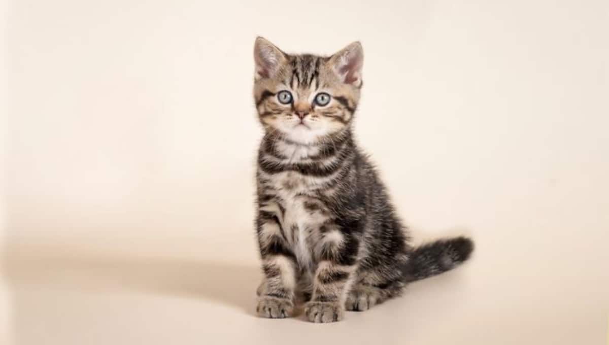 آموزش فرمان نشستن به گربه