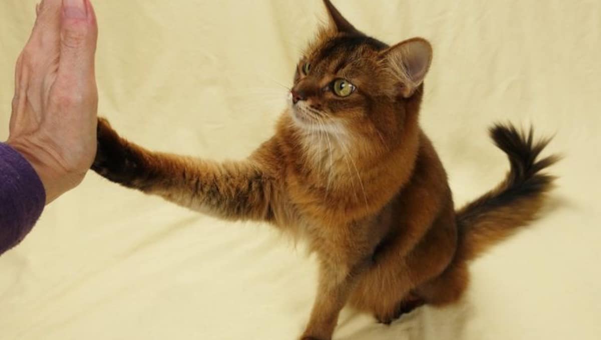 آموزش های فایو به گربه