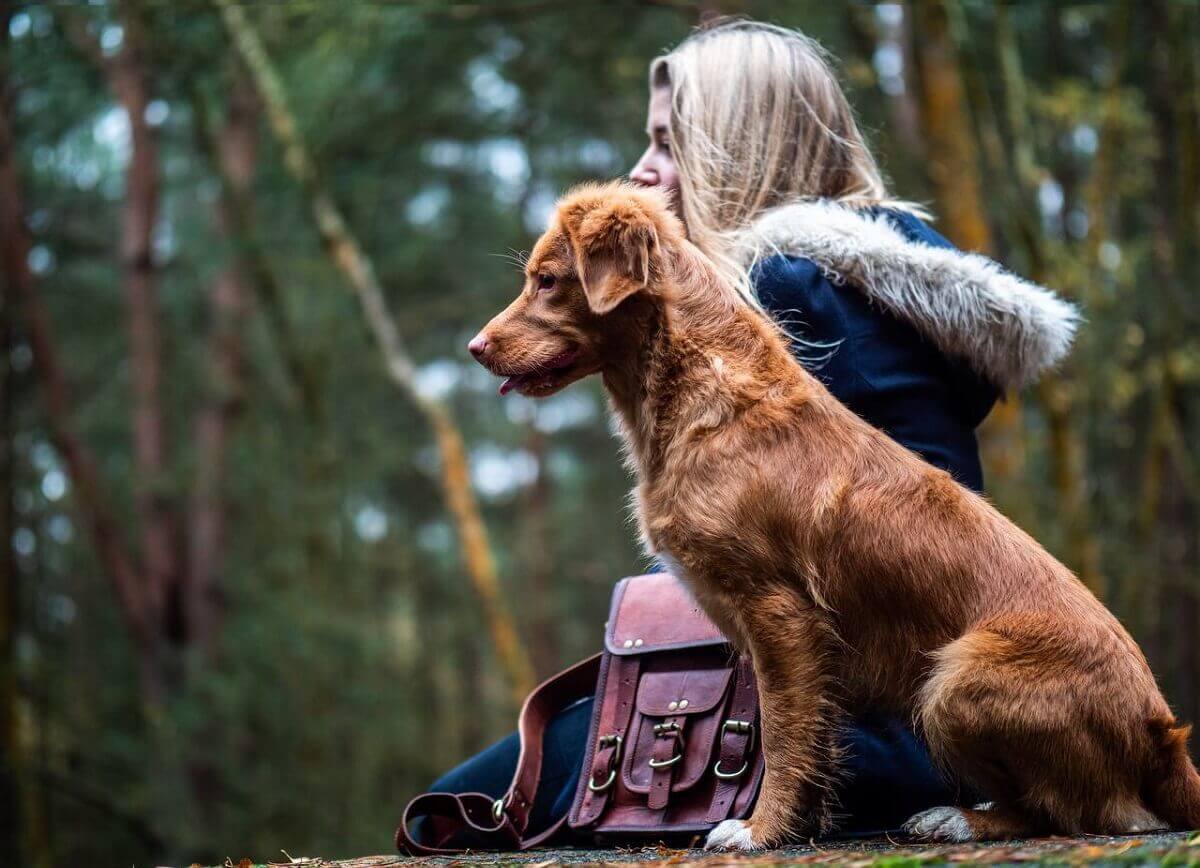 آموزش دستور نخور به سگ