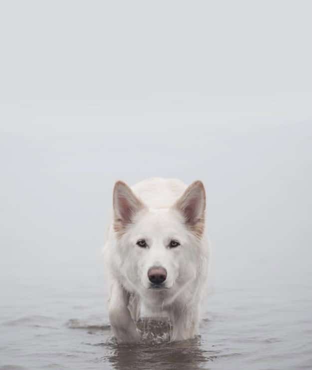 اسامی ترکی سگ