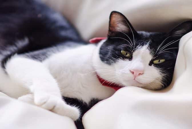 گربه های شیاه و سفید تاکسیدو