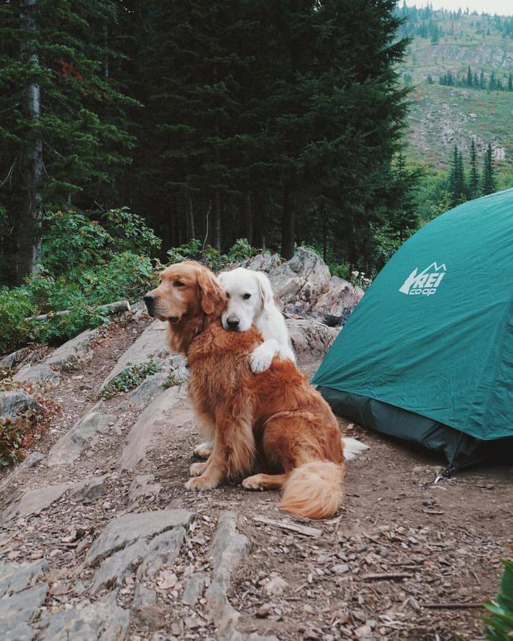 رفتار توله سگ