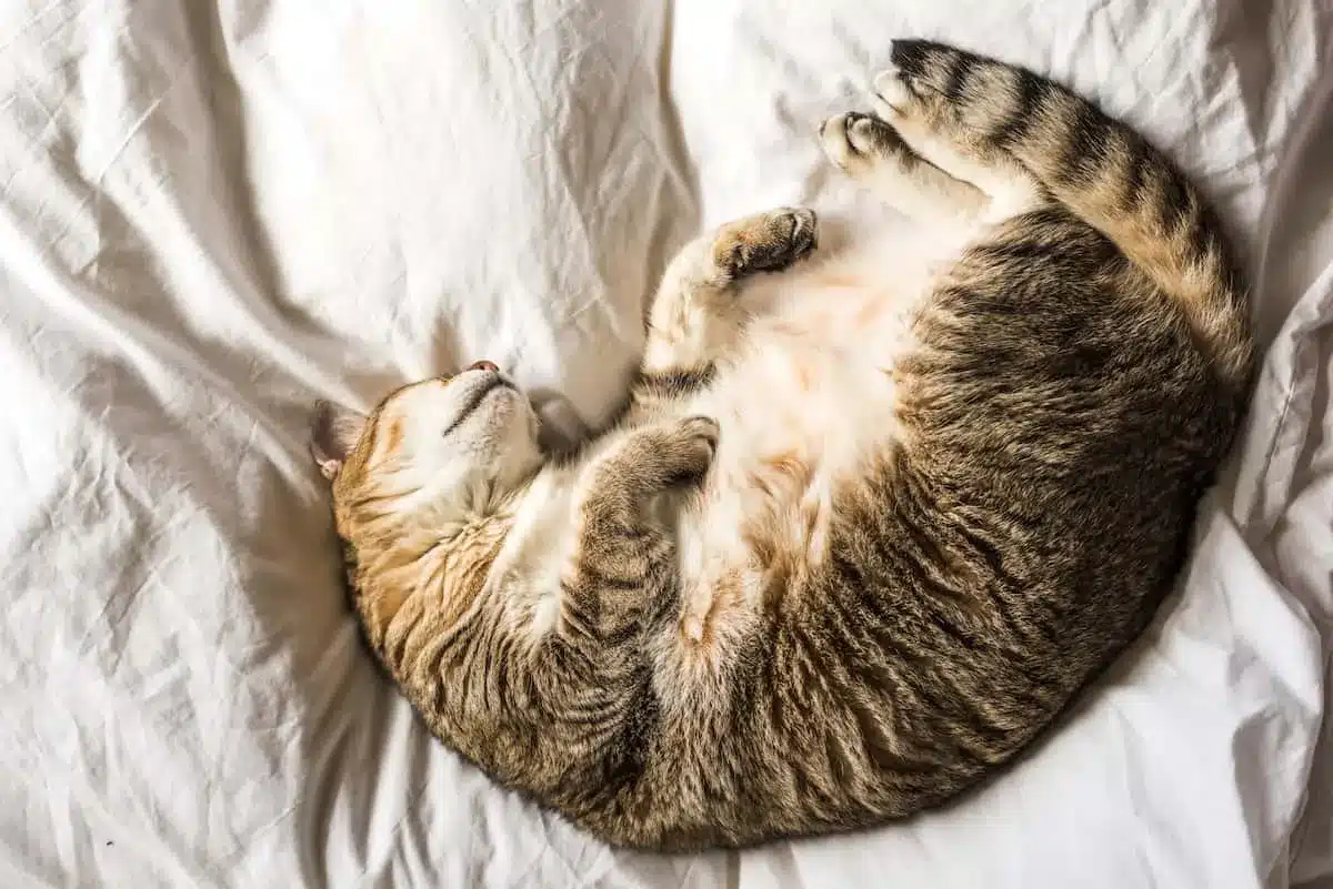 پریود در گربه 