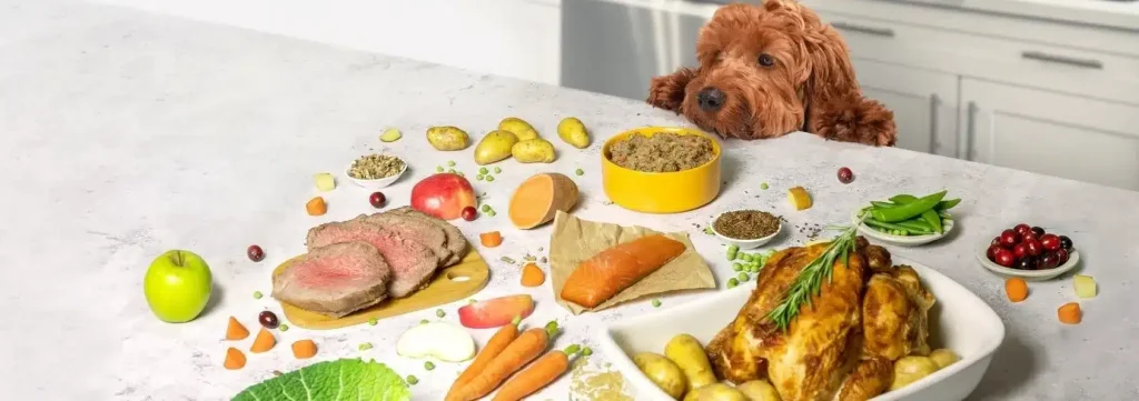 رژیم غذایی در سگ ها