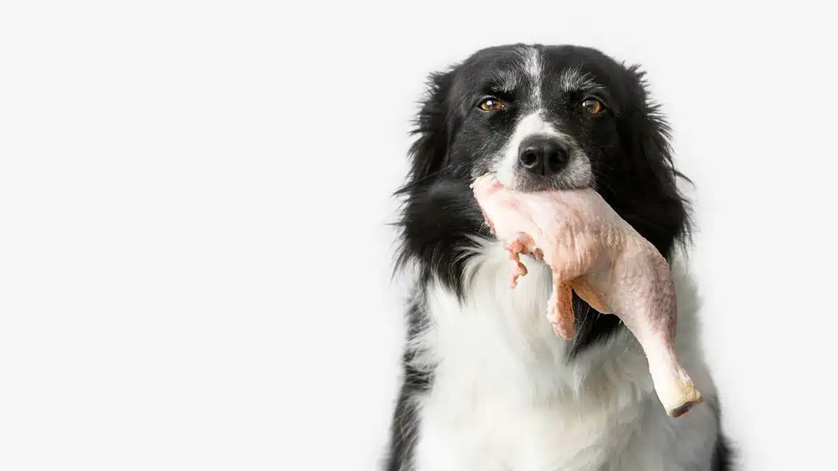 رژیم غذایی در سگ ها