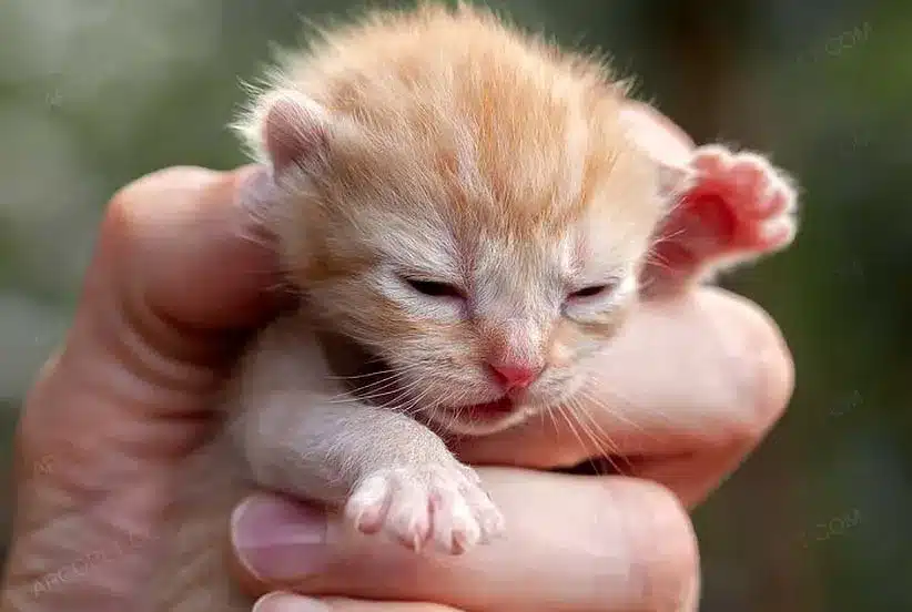 تغذیه بچه گربه