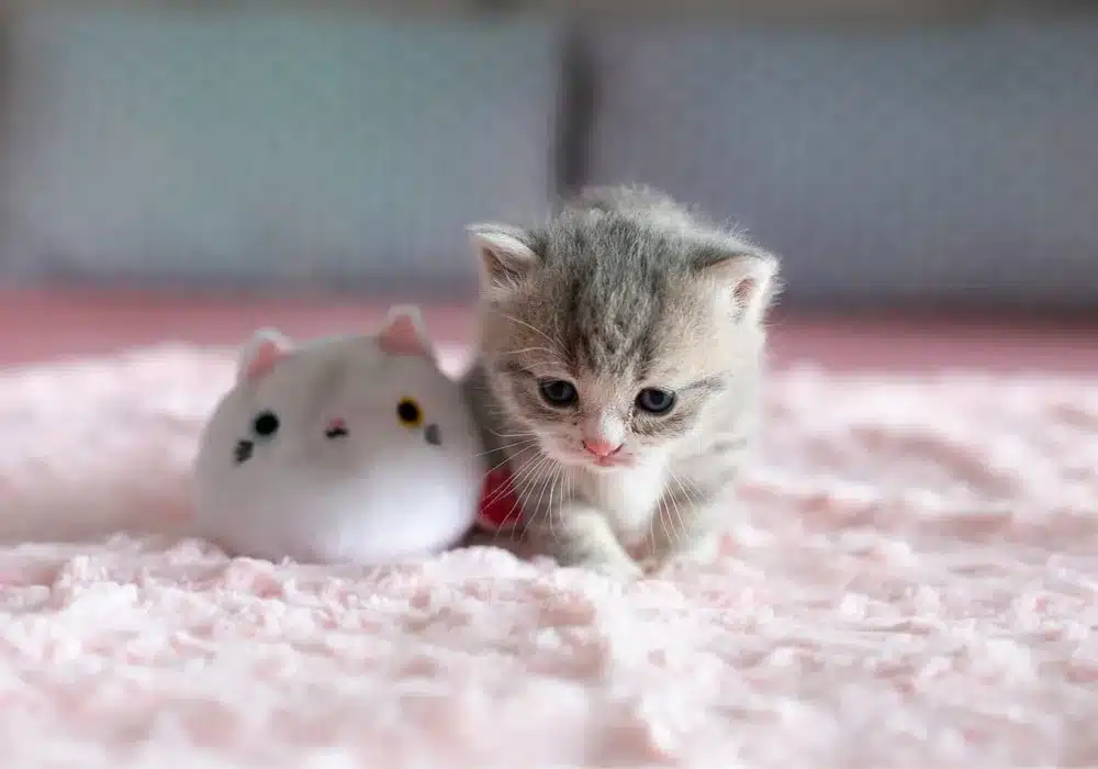 تغذیه بچه گربه