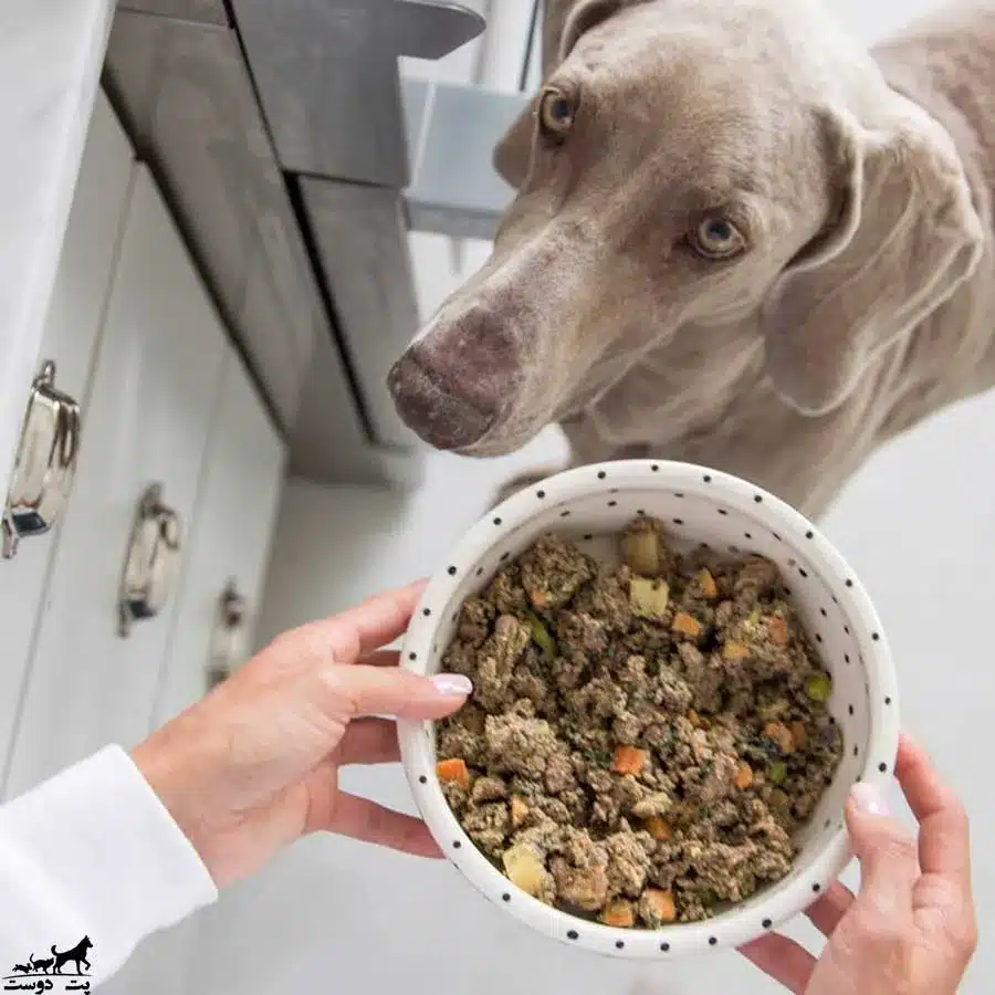 طرز تهیه غذای خانگی سگ