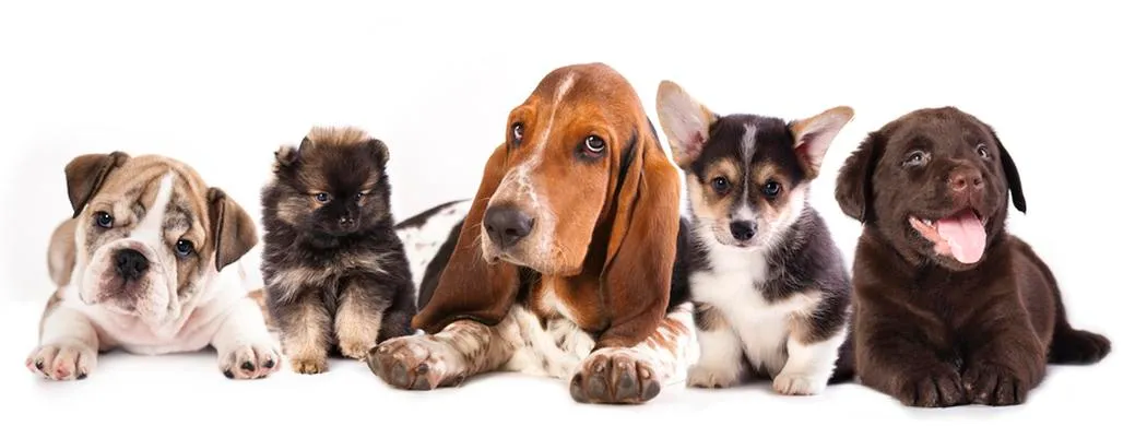 عقیم سازی شگ