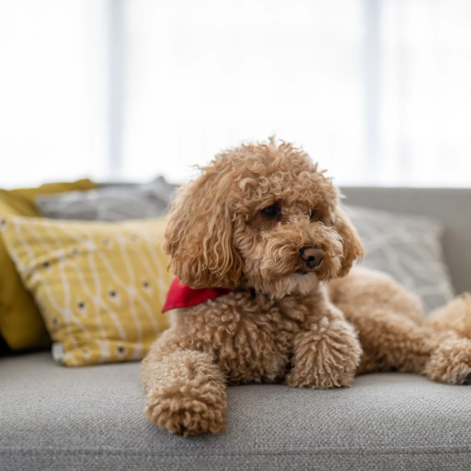 پودل- نژاد سگ پودل