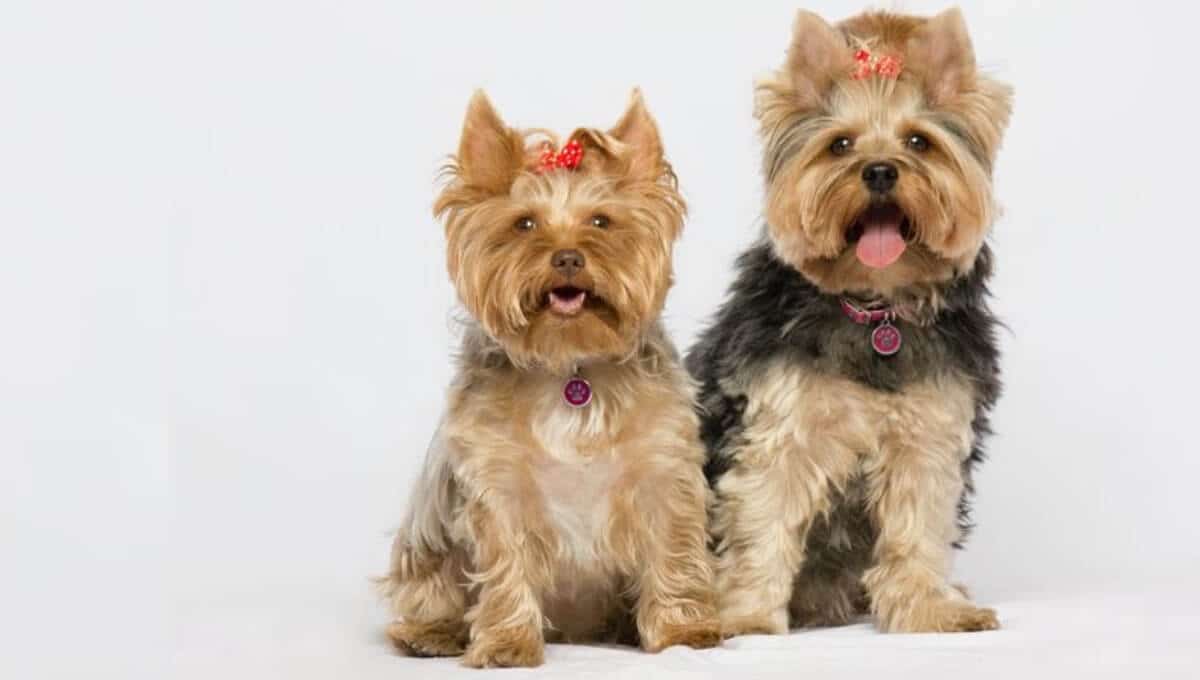 نژاد سگ یورکشایر