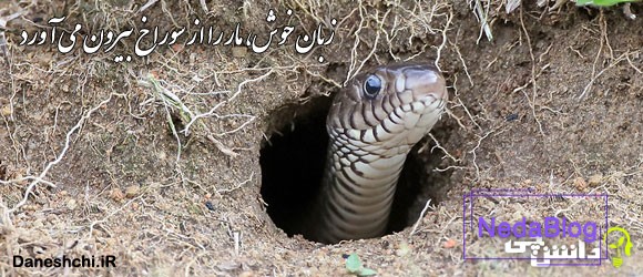 ضرب المثل زبان خوش، مار را از سوراخ بیرون می‌ آورد 