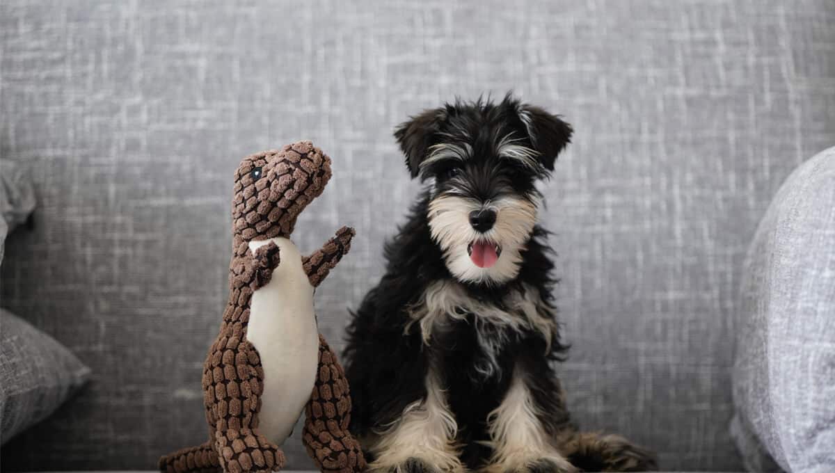 راهنمای خرید اسباب بازی برای سگ