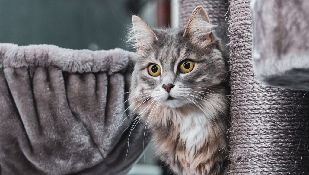 راهنمای خرید مناسب ترین اسکرچر گربه