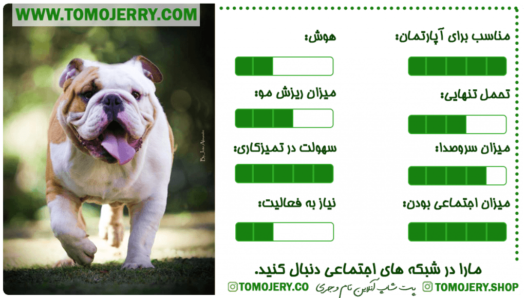 بهترین نژاد های سگ معرفی سگ بولداگ