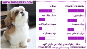 نژاد های سگ مناسب آپارتمان