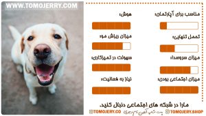 بهترین نژاد های سگ