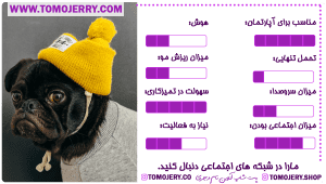 اطلاعات کلی سگ پاگ