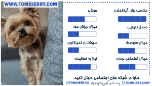 معرفی نژاد های سگ محبوب