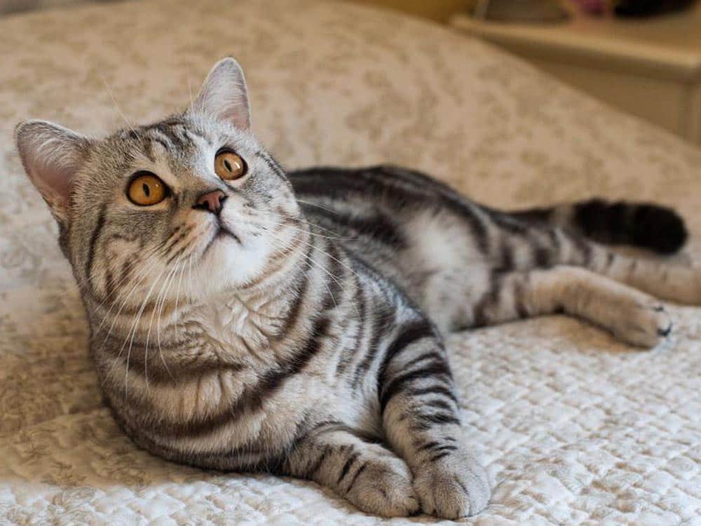 امریکن شورت هیر