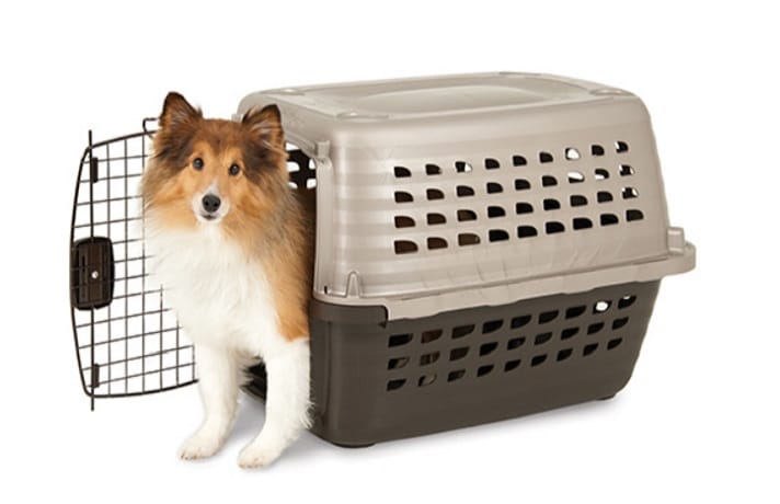 باکس سگ و گربه