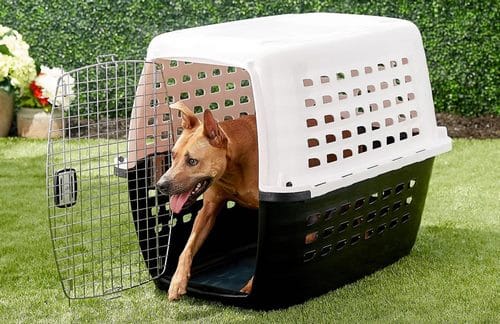 باکس سگ و گربه