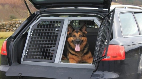 باکس سگ ژرمن