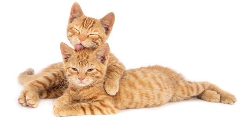 آشنایی با نشانه‌های رایج بلوغ در گربه نر و ماده