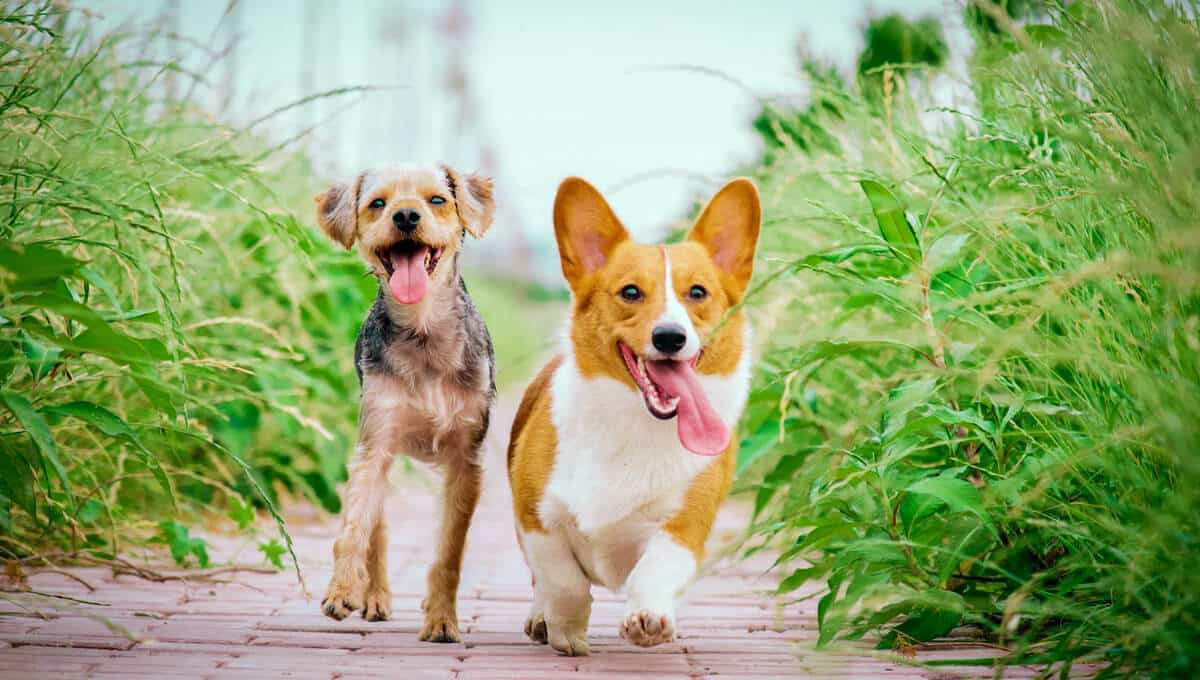 معرفی و مقایسه بهترین نژاد سگ‌های آپارتمانی + اینفوگرافیک