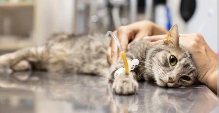 درمان بی اشتهایی گربه