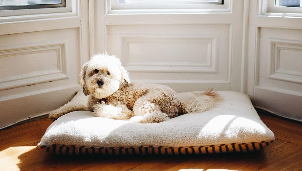 تخت خواب سگ