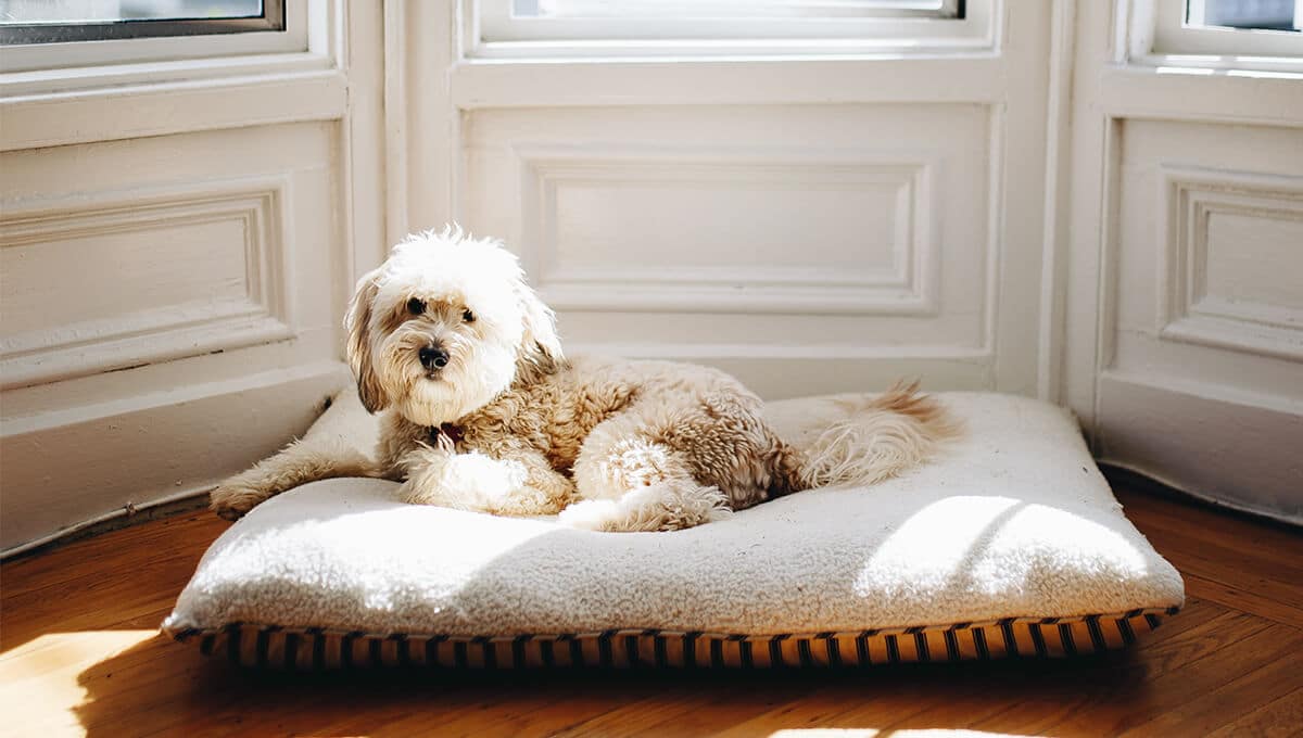 تخت خواب سگ