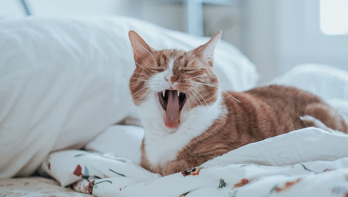 جای خواب گربه