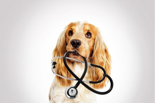 جرم گیری دندان سگ و گربه