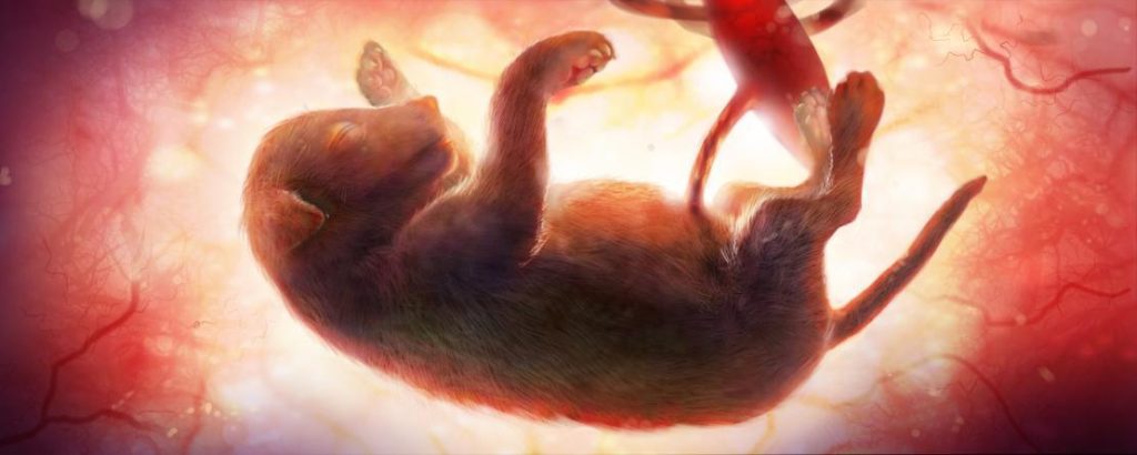 سقط جنین سگ