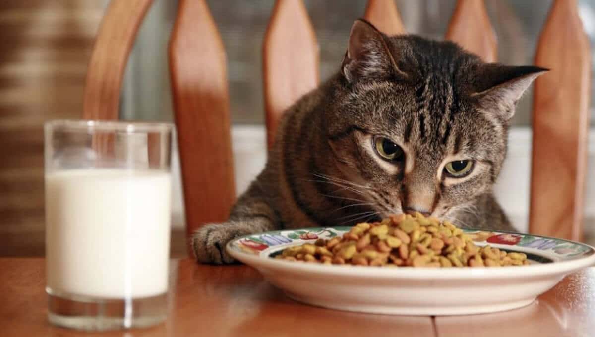 راهنمای خرید غذای خشک ارزان گربه و تهیه آن