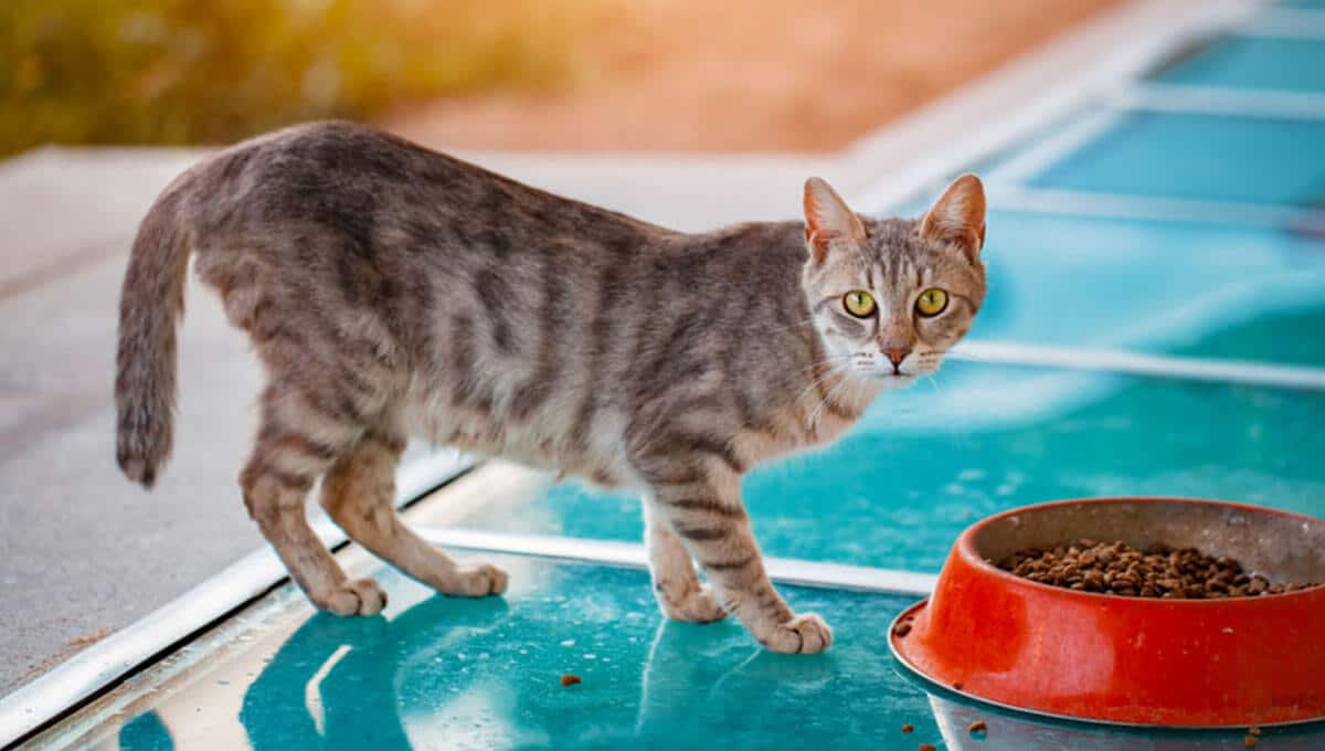 راهنمای خرید غذای خشک گربه