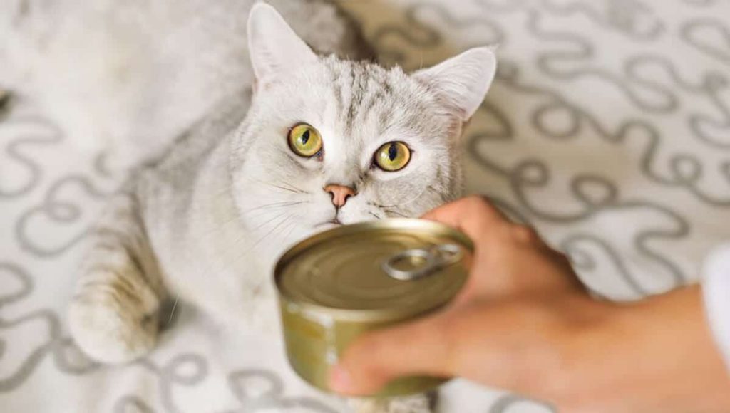 غذای مرطوب گربه