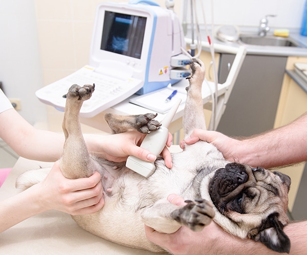 سونوگرافی سگ