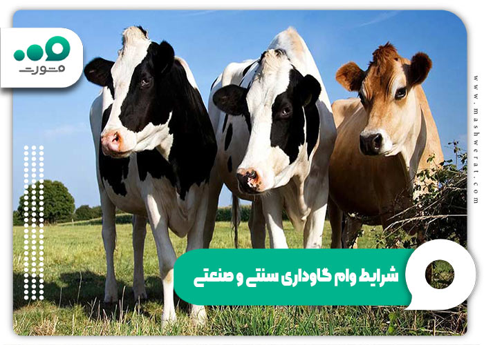 شرایط و مبلغ وام گاوداری سنتی و صنعتی در جهاد و بنیاد برکت