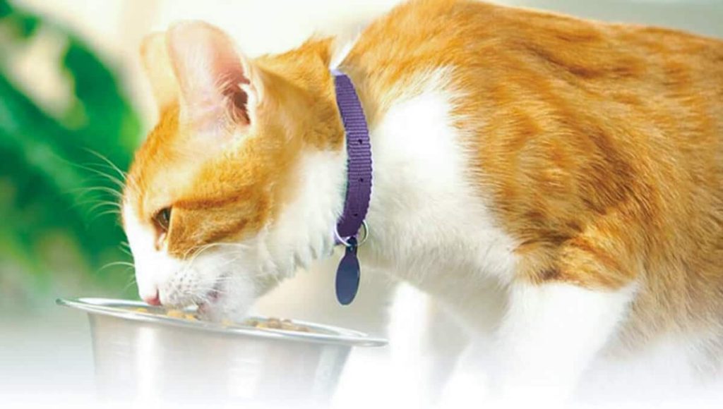 راهنمای خرید ظرف غذای گربه خانگی
