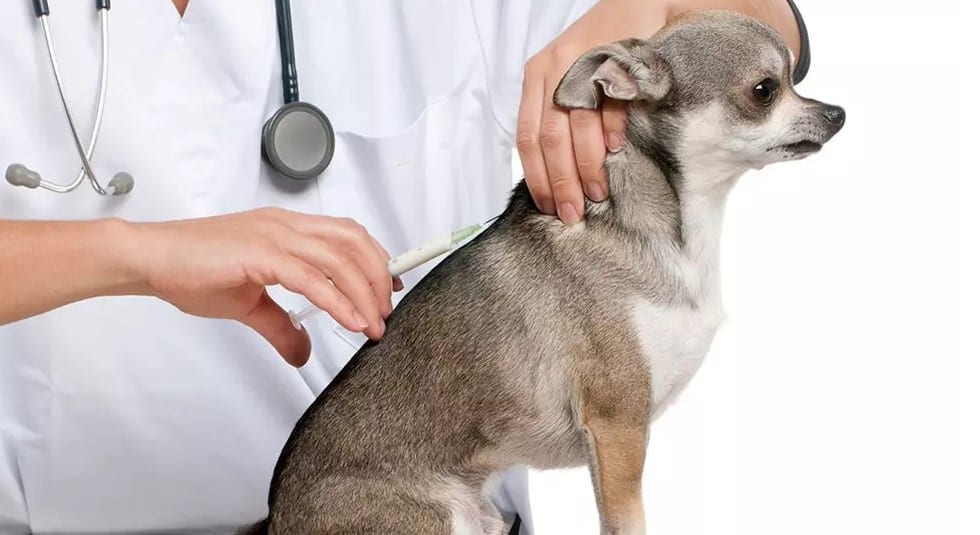 واکسیناسیون سگ