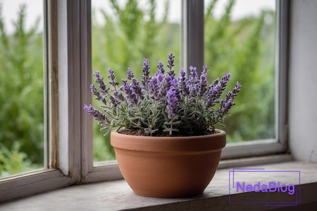 عکس گل رزق و روزی