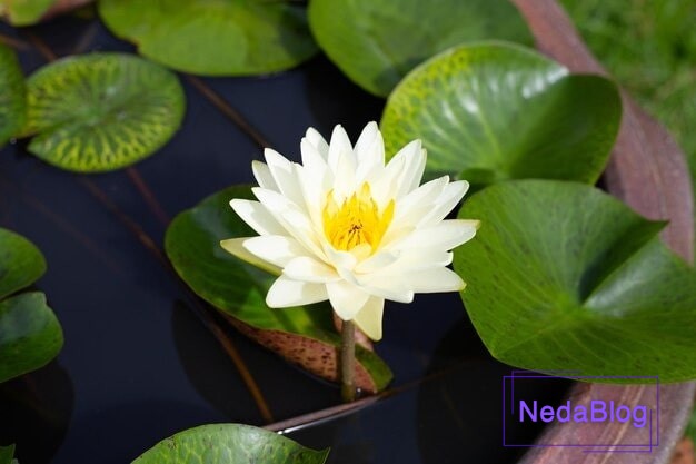 عکس گل رزق و روزی