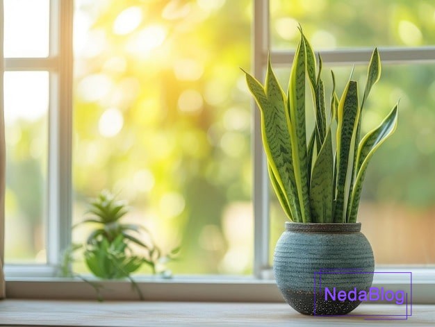 عکس گل رزق و روزی