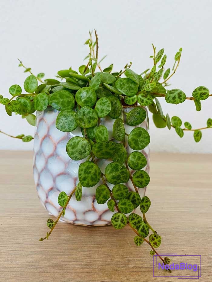 عکس گل رزق و روزی