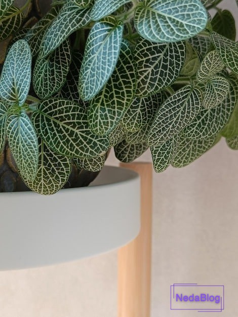 عکس گل رزق و روزی