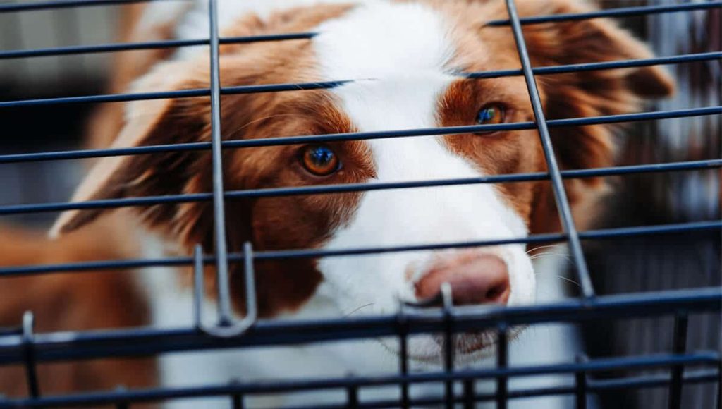 باکس و قفس سگ