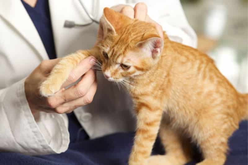 لنگیدن گربه