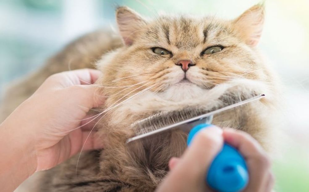 مزایا اصلاح مو گربه